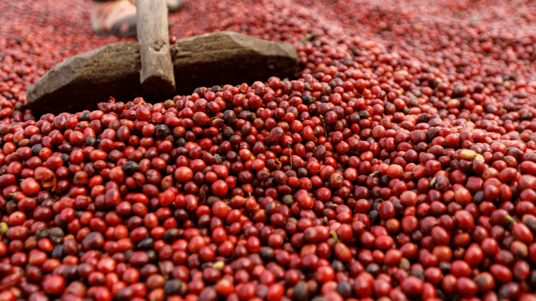 Sustainable Coffee Production: Why Your Coffee Choices Matter