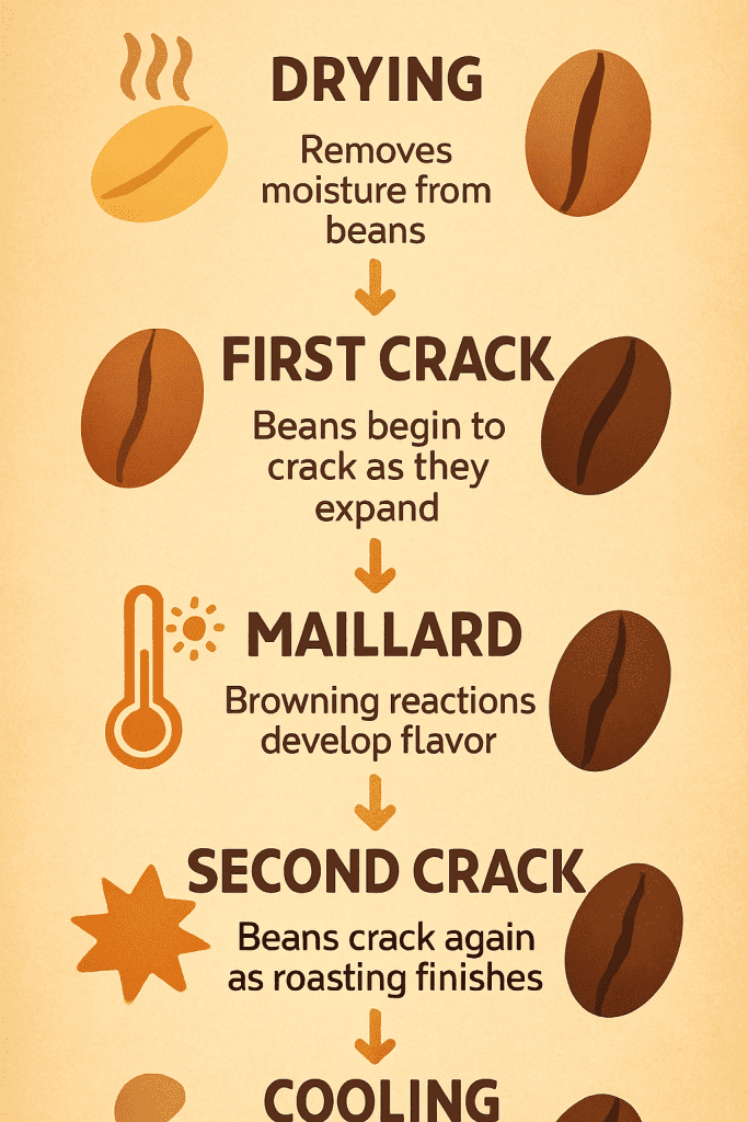 Coffee Roasting Stages