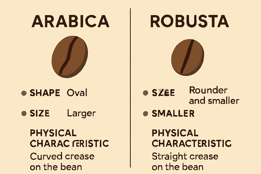 Bean appearance infographic